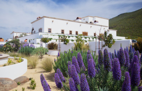 Végétaux adaptés au réchaufement climatique